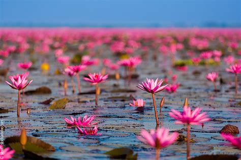 Le Lac des Lotus Étincelants : Un Miroir Céleste pour l’Âme !